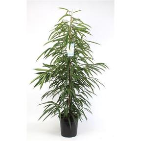 Ficus bin. Alii