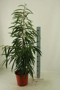 Ficus bin. Alii