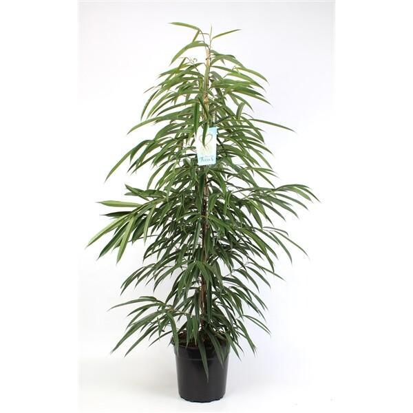Ficus bin. Alii