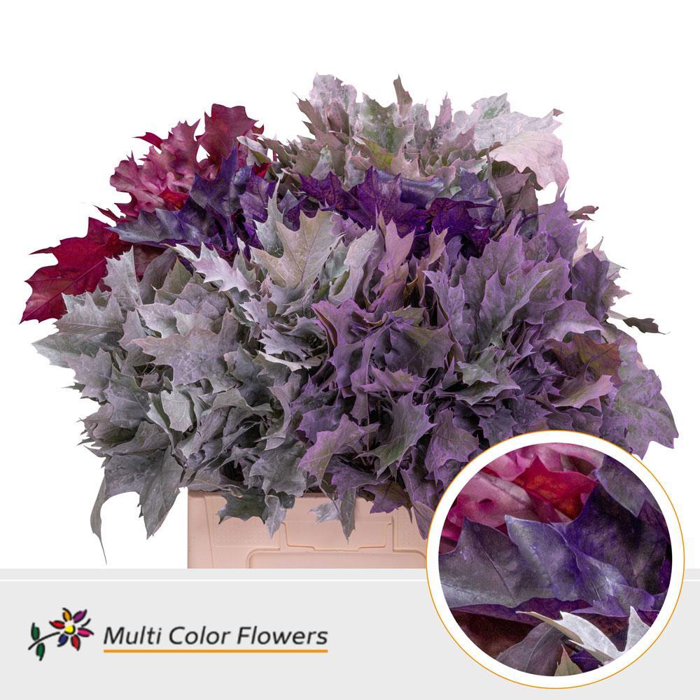 Zeleň - eik rubra barvený frosted mix