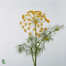 Anethum groen
