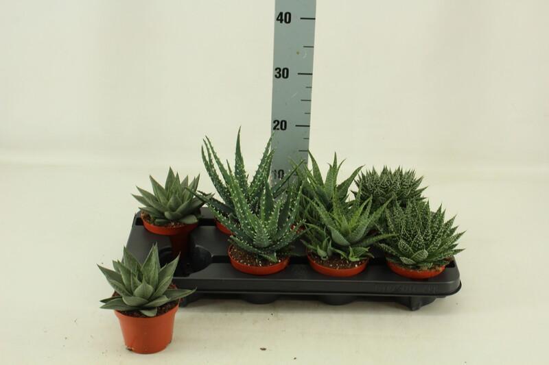 Sukulent mix 5 sorts