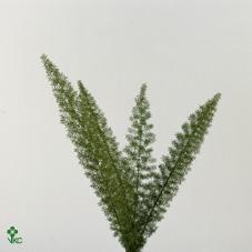 Zeleň - asparagus meyerii