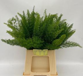 Zeleň - asparagus meyerii