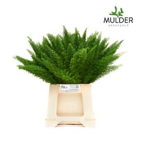 Zeleň - asparagus meyerii