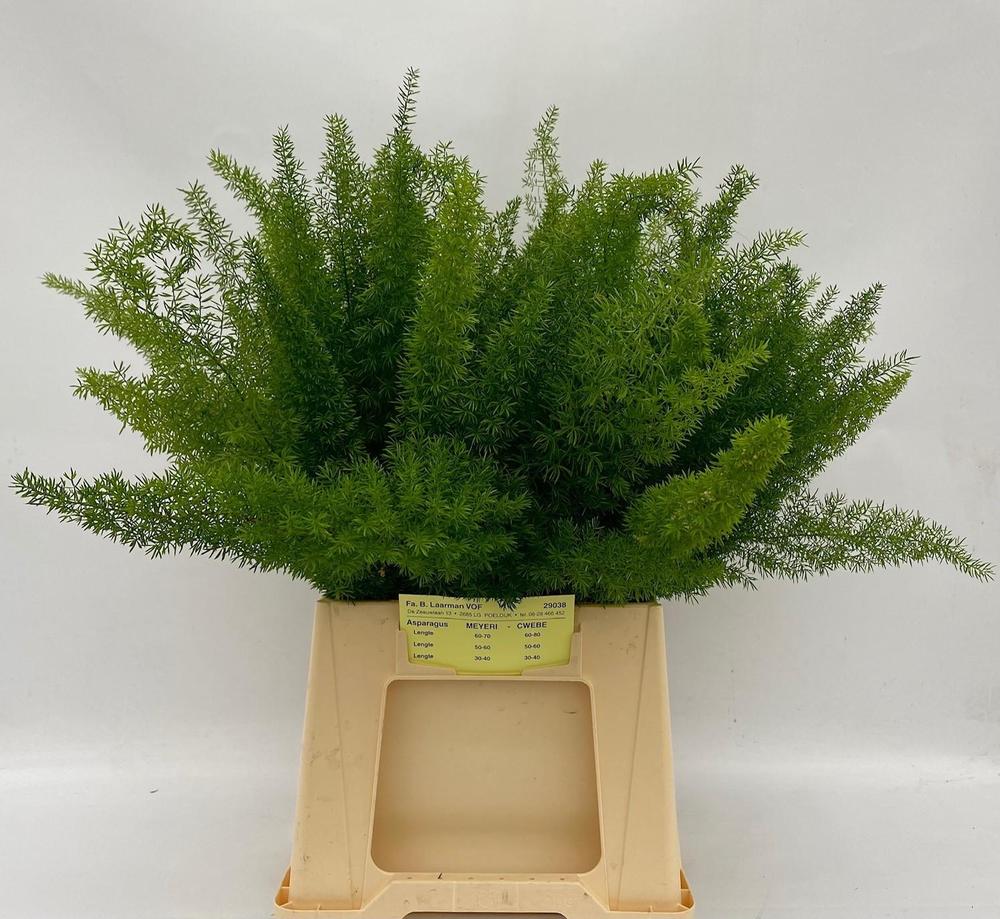 Zeleň - asparagus meyerii