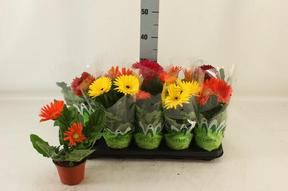 Gerbera colourgame mix
