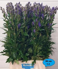 Aconitum car arendsii
