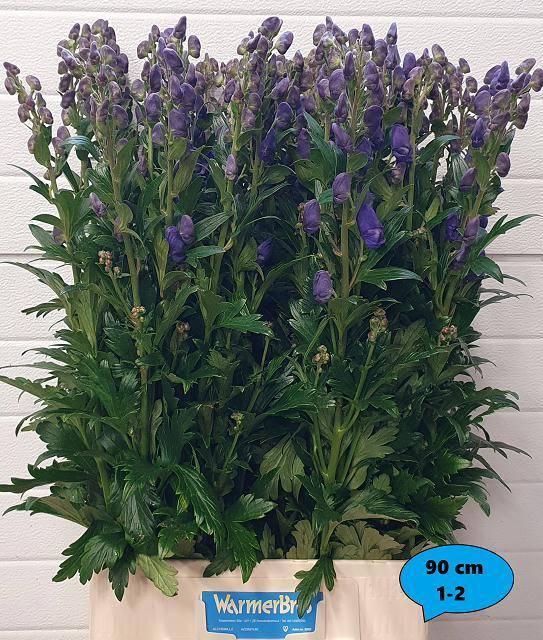 Aconitum car arendsii