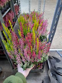 Calluna Garden Girls Trio