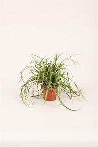 Carex mix
