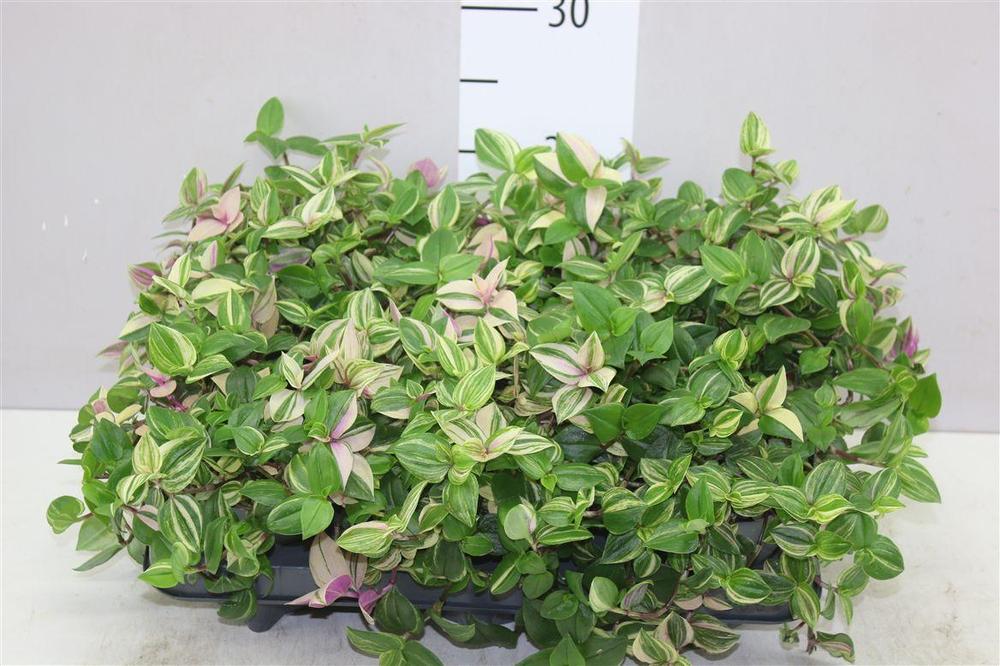 Tradescantia Quadricolor