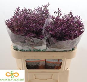 Limonium safora dark blue