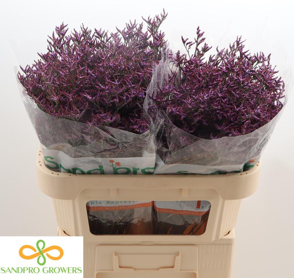 Limonium safora dark blue