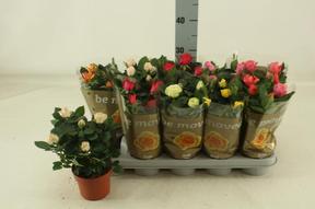 Rosa Beau Monde mix