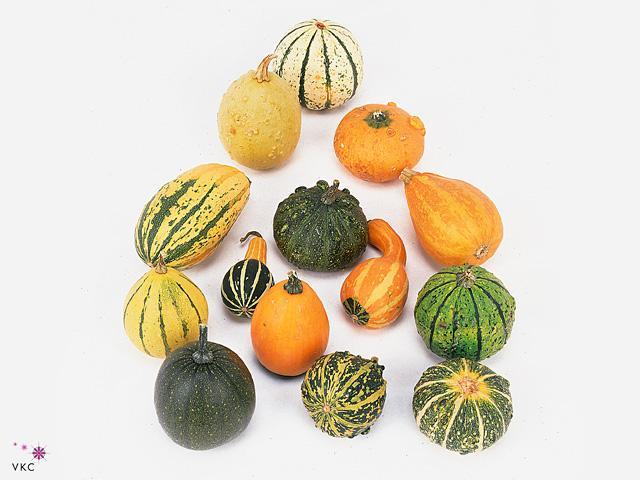 Cucurbita mix