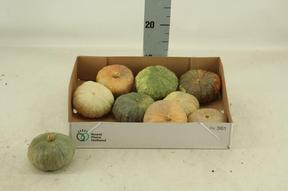 Cucurbita mix