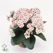 Kalanchoe Calandiva Lillian pink