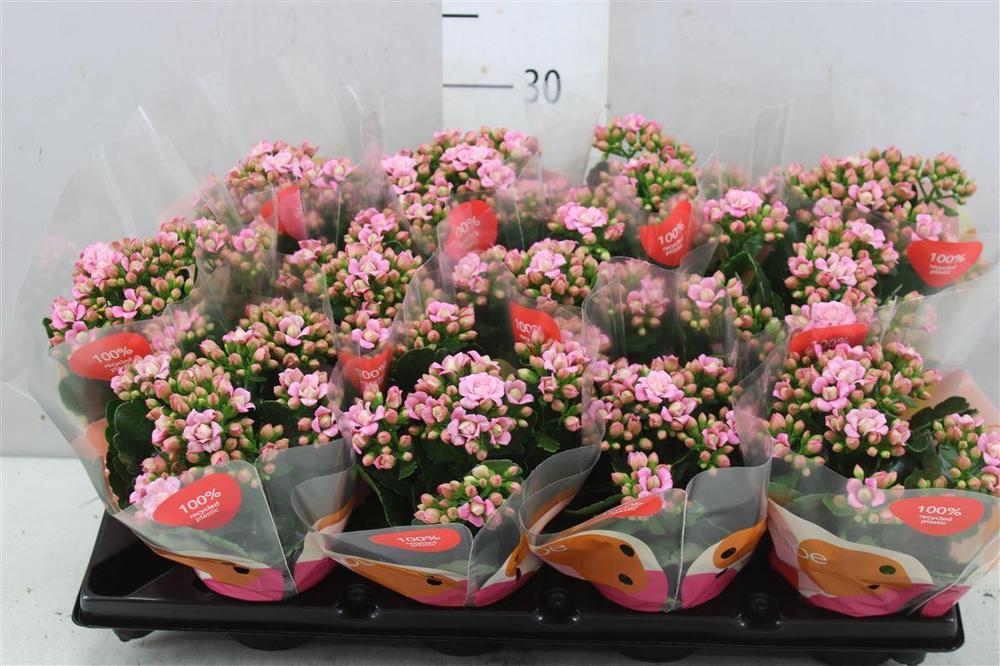 Kalanchoe Calandiva Lillian pink