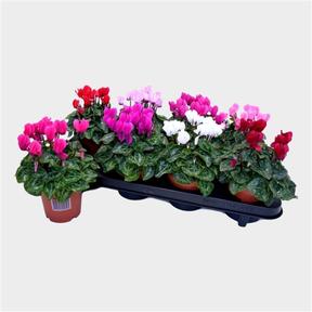 Beaucarnea 1 kmen