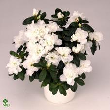 Rhododendron simsii White Vogel