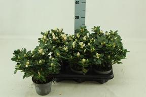 Rhododendron simsii White Vogel