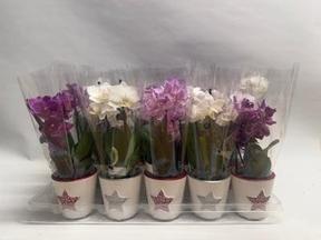 Phalaenopsis mini 2tak keramika