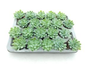 Echeveria elegans