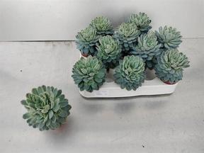 Echeveria elegans