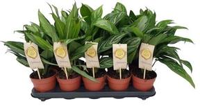 Aglaonema mix