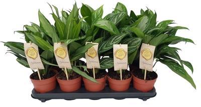 Aglaonema mix