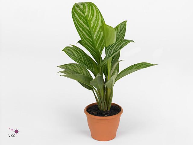 Aglaonema Stripes