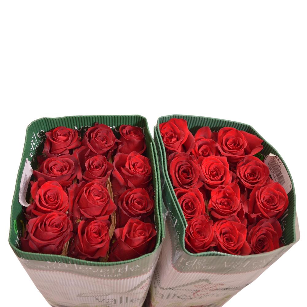 Rosa ec explorer DIRECT (ecu) x25