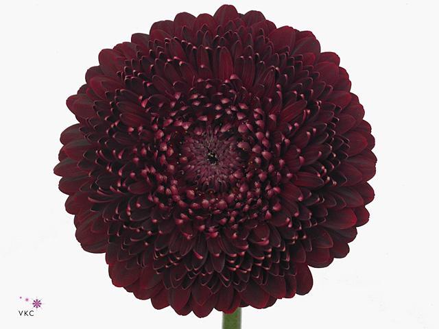 Germini plastic pomponi black pearl