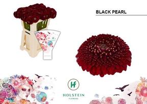 Germini plastic pomponi black pearl