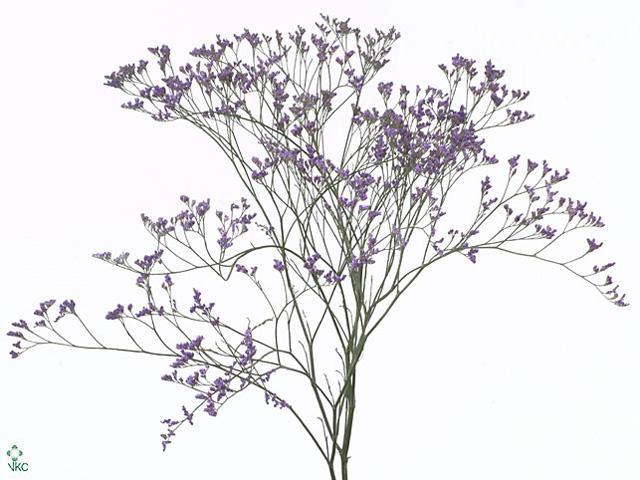 Limonium safora dark blue