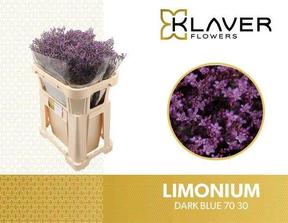 Limonium safora dark blue