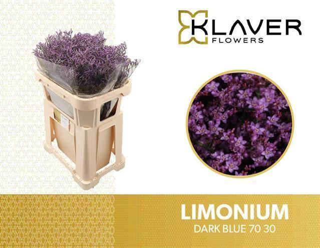 Limonium safora dark blue