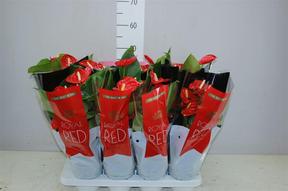 Anthurium Madural