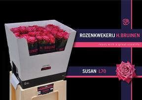Rosa gr susan