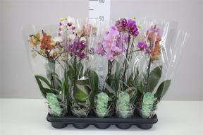 Phalaenopsis multiflora mix 1tak