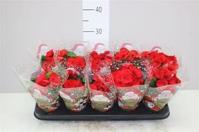 Begonia elatior