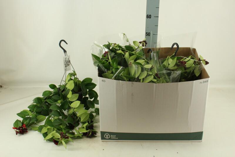 Aeschynanthus Mona Lisa