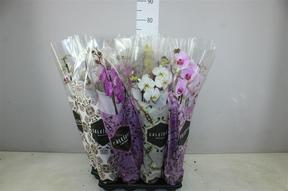Phalaenopsis mix 2tak 14+
