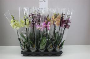 Phalaenopsis mix 2tak 14+