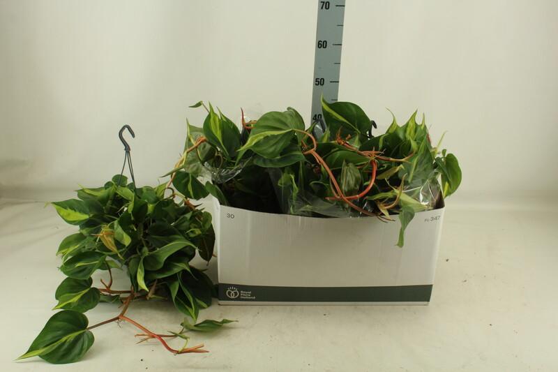 Philodendron scandens Brasil závěs