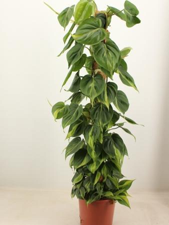 Philodendron scandens Brasil