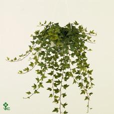 Hedera Shamrock