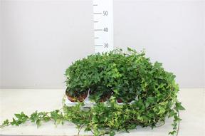 Hedera Shamrock