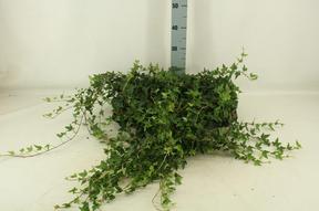 Hedera Shamrock